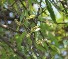 Live Plant Image