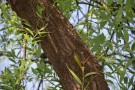Live Plant Image