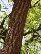 Live Plant Image