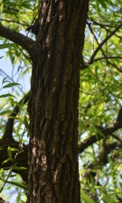 Live Plant Image