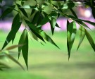 Live Plant Image