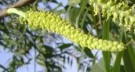 Live Plant Image