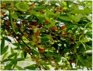 Live Plant Image