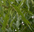 Live Plant Image