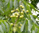 Live Plant Image