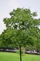 Live Plant Image