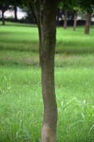 Live Plant Image