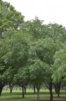 Live Plant Image