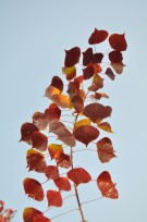 Live Plant Image