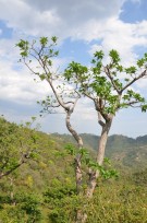Live Plant Image