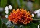 Live Plant Image