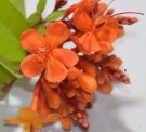 Live Plant Image