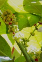 Live Plant Image