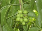 Live Plant Image