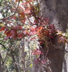Live Plant Image