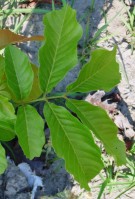 Live Plant Image