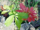 Live Plant Image