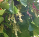 Live Plant Image