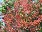 Live Plant Image