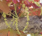 Live Plant Image