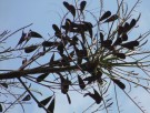 Live Plant Image