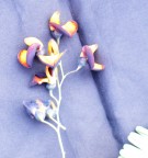 Live Plant Image