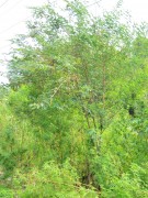 Live Plant Image