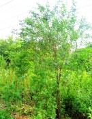 Live Plant Image
