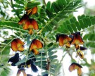 Live Plant Image