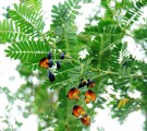 Live Plant Image