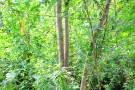 Live Plant Image