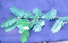 Live Plant Image