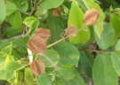 Live Plant Image