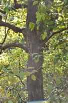 Live Plant Image