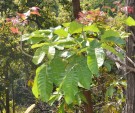Live Plant Image