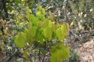 Live Plant Image