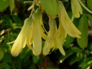 Live Plant Image