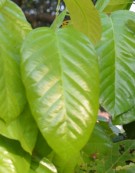 Live Plant Image