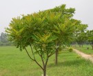 Live Plant Image