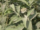 Live Plant Image
