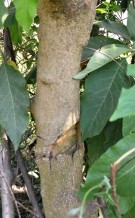 Live Plant Image
