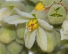 Live Plant Image