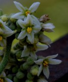 Live Plant Image