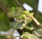 Live Plant Image