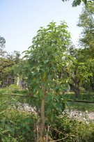 Live Plant Image