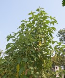 Live Plant Image