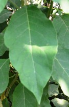 Live Plant Image