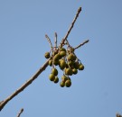 Live Plant Image