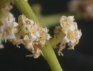 Live Plant Image