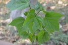 Live Plant Image